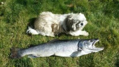 La trucha encontrada al lado de un perro.