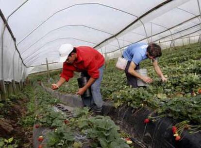 Trabajadores de Costa Rica recogen fresas cerca de la localidad de Poasito.