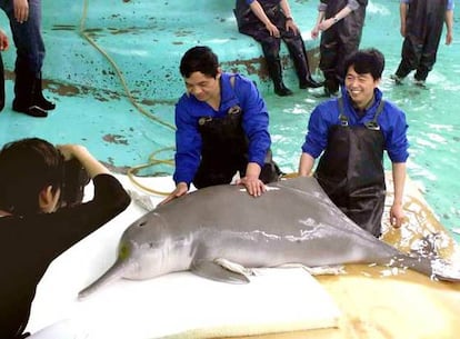 Varios especialistas examinan un delfín blanco del río Yangtze, en un acuario en la ciudad china de Wuhan, en junio de 2002.