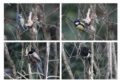 El tocino les encanta, con él aumentan sus reservas de grasa para pasar el invierno. De izquierda a derecha, herrerillo común, 'Parus caeruleus'; carbonero común 'Parus major'; Rabilargo 'Cyanopica cyanus'; y urraca 'Pica pica'.