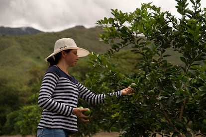 Adriana María España se marchó de El Rosario a causa del conflicto armado y pasó 12 años en Bogotá, en empleos temporales que solo les alcanzaba para malvivir. Las condiciones ambientales del Rosario son óptimas para el cultivo de coca, lo que ha motivado la disputa de este territorio. Pero esa situación ha cambiado y ha permitido que familias como la de España se puedan ganar la vida con cultivos lícitos. “El limón Tahití es una buena alternativa al cultivo de coca. Mi familia puede mantenerse porque económicamente es rentable. Cada 15 días cosechamos, así que cada 15 días recibimos algo de dinero".