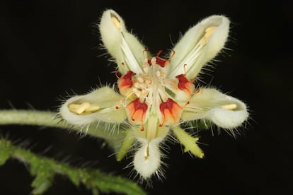 La especie 'Caiophora cernua' es endémica del Cono Sur. El 70% de las especies de América están únicamente en un país o región. En el caso del Cono Sur, el 45% de las especies se encuentran exclusivamente en ese área.