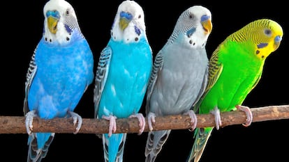 Cuatro periquitos machos grabados durante la investigación.