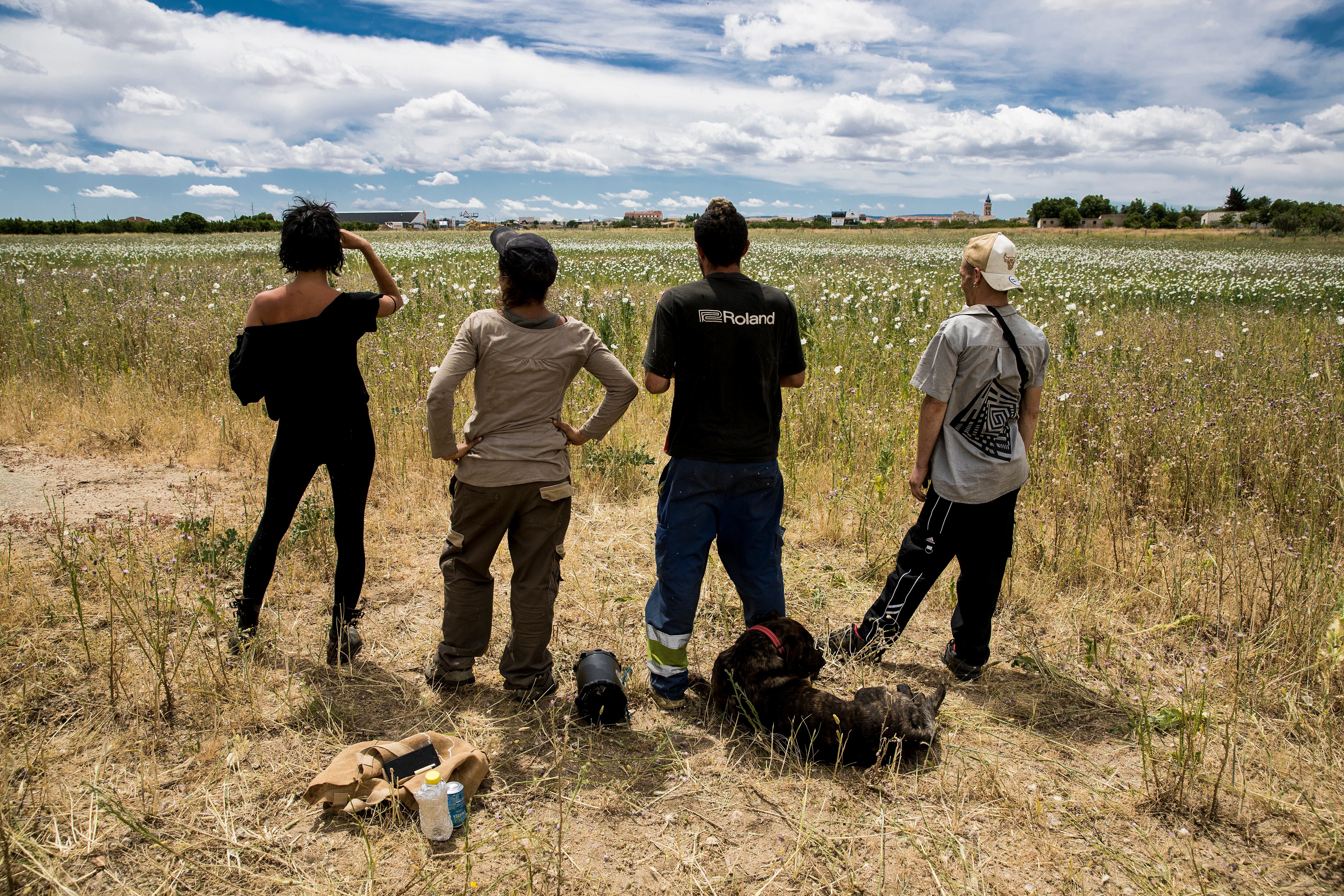 Cuatro jóvenes observan una finca con adormidera silvestre en la que se han colado para obtener opio, en el pueblo toledano de Ajofrín.