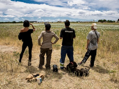 Cuatro jóvenes observan una finca con adormidera silvestre en la que se han colado para obtener opio, en el pueblo toledano de Ajofrín.