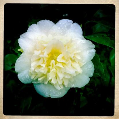 Camelia, 'Camellia japonica', 5 de abril.