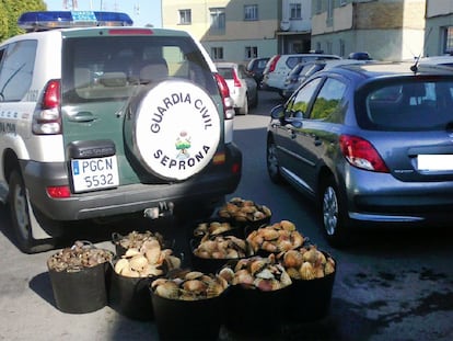 Una de las incautaciones de vieiras y zamburiñas de la Operación Capacho.
