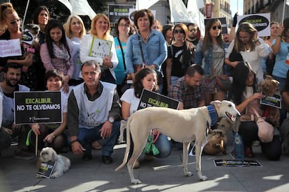 Teresa Romero, la auxiliar de enfermería que se infectó de ébola en España, participa una manifestación convocada por el Partido Animalista (PACMA), por el sacrificio de su perro "Excalibur".