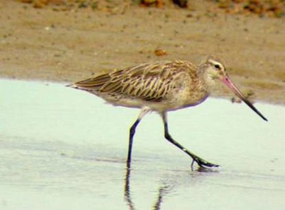 Una aguja colipinta (Limosa lapponica)