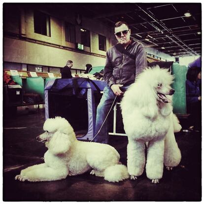 BIRMINGHAM, ENGLAND - MARCH 07: (EDITORS NOTE: This image was created using digital filters) A man rests with his Standard Poodles on the third day of Crufts dog show at the National Exhibition Centre on March 7, 2015 in Birmingham, England. First held in 1891, Crufts is said to be the largest show of its kind in the world, the annual four-day event, features thousands of dogs, with competitors travelling from countries across the globe to take part and vie for the coveted title of 'Best in Show'. (Photo by Carl Court/Getty Images)