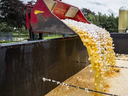 Una m&aacute;quina desecharlos huevos contaminados en una granja av&iacute;cola de Onstwedde (Holanda).