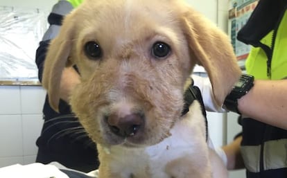 El cachorro rescatado en un contenedor por el Sevemur.