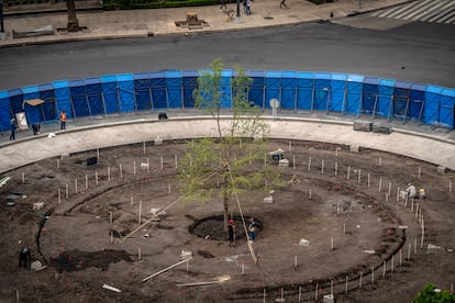 Instalación del ahuehuete, el 19 de mayo.