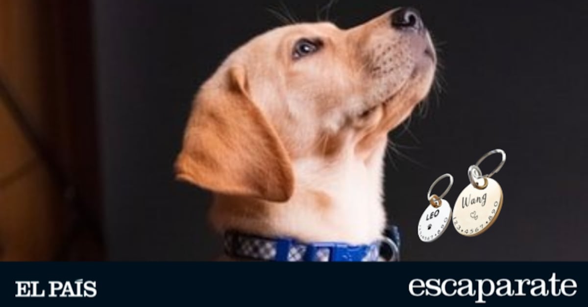 cuáles son las mejores placas de identificación para perros