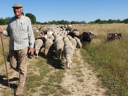 El naturalista y pastor Jesús Garzón, con un rebaño de ovejas.