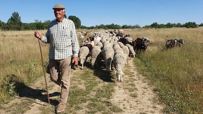 El naturalista y pastor Jesús Garzón, con un rebaño de ovejas.