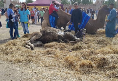 El camello tumbado en el Mercado Cervantino de Alcalá horas antes de morir.