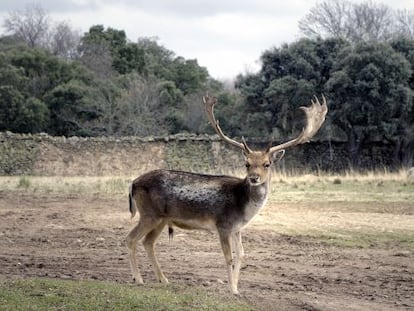 Un gamo en el parque de El Pardo, en Madrid.