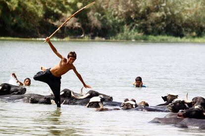 Un niño nada por el río Éufrates sobre la espalda de un búfalo, en el poblado de Um Khashm (Irak), el 18 de agosto.