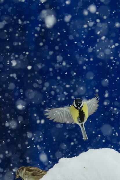 <i>“Durante el invierno escasea la comida y los pájaros acuden como locos a los comederos de las casas”</i>, dice el fotógrafo.