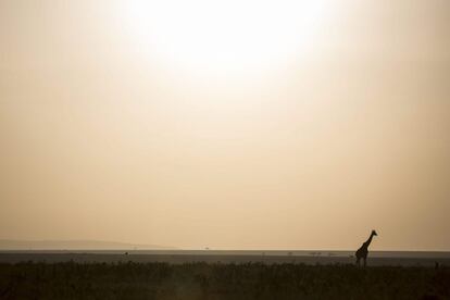 Una jirafa camina por la Reserva Natural Masái Mara (Kenia). Entre los meses de julio y octubre, cientos de miles de antílopes, cebras y otros animales ungulados migran desde el Serengeti (Tanzania) a este lugar en búsqueda de pastos frescos.