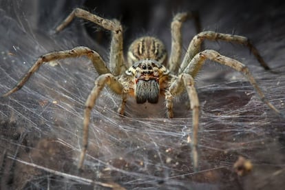 Una araña teje la tela en la que caerán sus víctimas. Me suena.