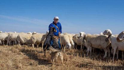 Un pastor junto a su rebaño de ovejas y dos de los perros que le ayudan en su trabajo.