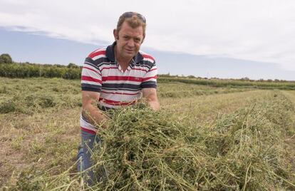 Juan Carlos Angl&eacute;s junto a su alfalfa en el proceso de secado.