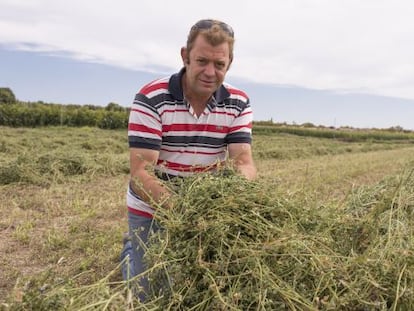 Juan Carlos Angl&eacute;s junto a su alfalfa en el proceso de secado.