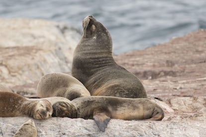 Una colonia de lobos marinos sudamericanos en Tierra del Fuego (Argentina).