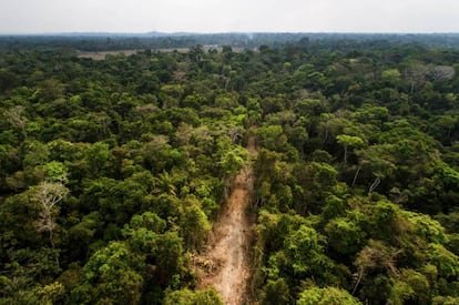 Ramal madeireiro corta a floresta amazônica. Este é um dos primeiros estágios de degradação e exploração posto em prática pelas quadrilhas que agiam na região.