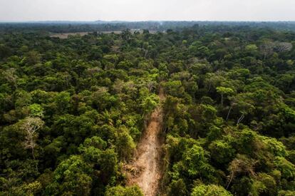 Ramal madeireiro corta a floresta amazônica. Este é um dos primeiros estágios de degradação e exploração posto em prática pelas quadrilhas que agiam na região.