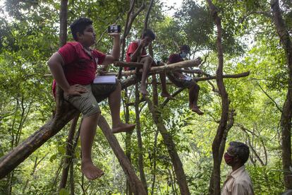 Un grupo de niños se suben a las ramas de los árboles en busca de buena señal de internet mientras acceden a sus clases virtuales desde una reserva forestal en su aldea en Bibila, Sri Lanka.