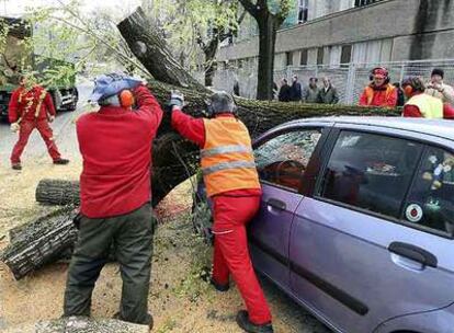 Operarios municipales retiran el árbol que cayó sobre la calzada en el paseo de Zorroaga de San Sebastián y mató a un motorista.