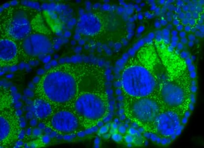 Imagen microscópica de los ovarios de un mosquito. En azul, al ADN del insecto, en verde, la bacteria 'Wolbachia'.