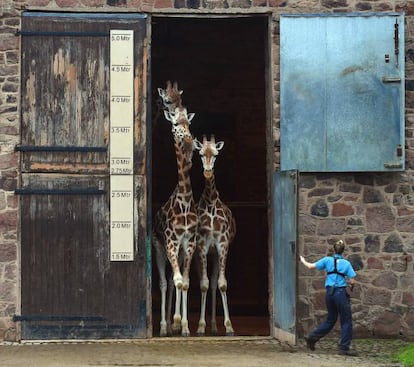 Varias jirafas salen de su casa en el zoológico de Chester (Inglaterra).