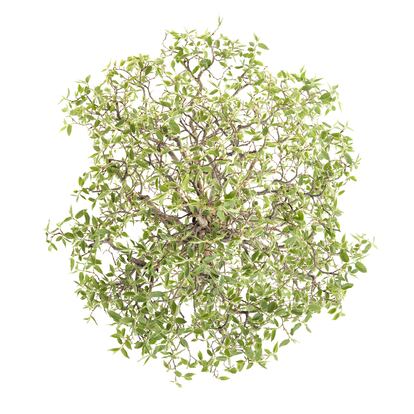 Almez ('Celtis sinensis'). Con su techo arbóreo a medio crecer, todavía se intuye la delicada estructura del almez.