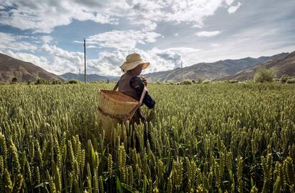 Campos de trigo en el Tibet.