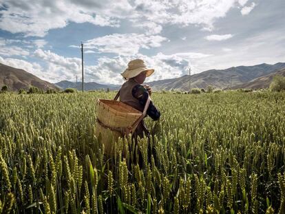 Campos de trigo en el Tibet.