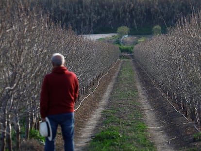 Un agricultor observa los campos de almendros en Guadalcazar (Córdoba).