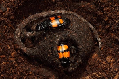 Um casal de besouros necróforos limpa o cadáver de um rato para alimentar sua prole.