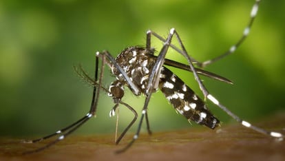 Un mosquito tigre en plena succión.