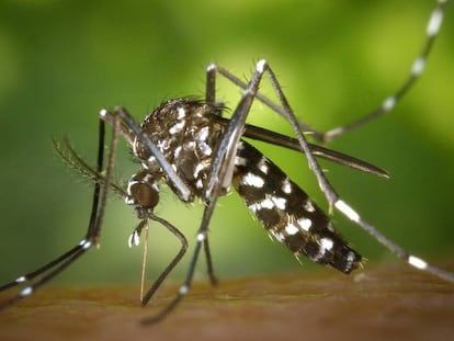 Un mosquito tigre en plena succión.