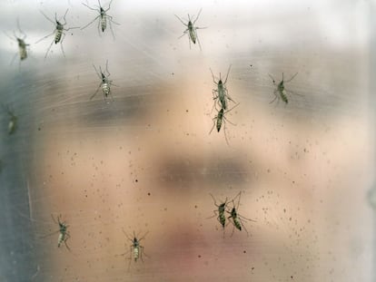 El mosquit Aedes aegypti, la picada del qual transmet el Zika.