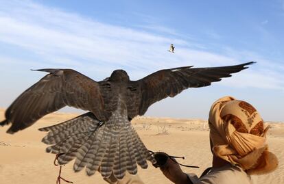 An Emirati man releases a hunting falcon at the al-Marzoon Hunting reserve, 60 Kilometres south of Madinat Zayed, in the United Arab Emirates on February 1, 2016.  / AFP / KARIM SAHIB