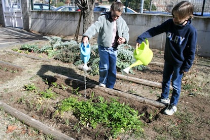 Alumnos de la escuela Joan Torredemer Canela de Matadepera (Barcelona) riegan el huerto con el agua sobrante del comedor. 