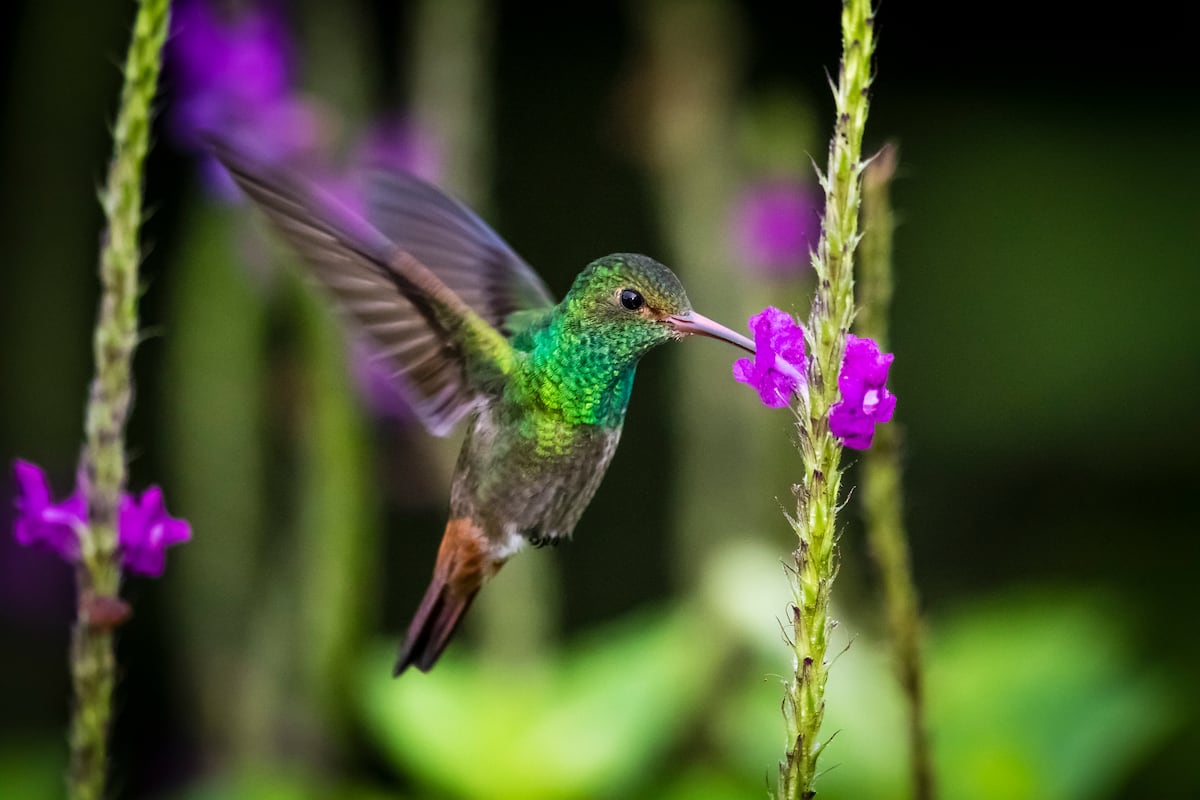Este es el secreto de los colibríes para encontrar comida y refugio | Ciencia | EL PAÍS