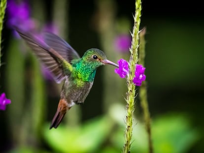 A rufous-tailed hummingbird eating nectar in a flower while flying at the Arenal Volcano National Park, Costa Rica