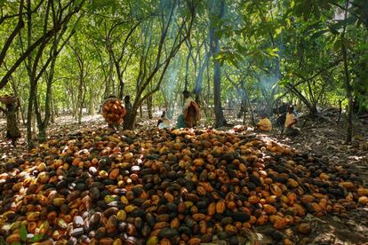 Una familia de campesinos recoge los frutos de cacao en uno de los miles de campos de la región marfileña de Dahiri, en diciembre de 2010.