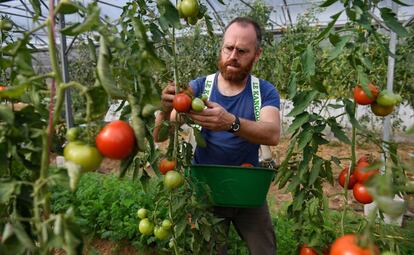 Un granjero francés recoge tomates en su invernadero el pasado septiembre